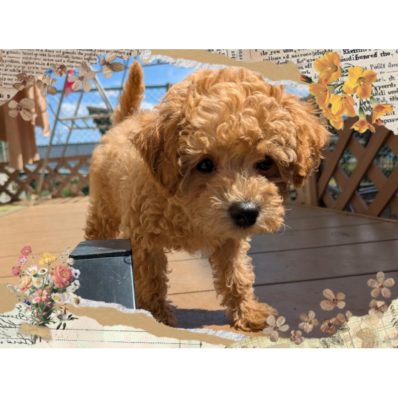 販売中の静岡県のタイニープードル-456186の3枚目