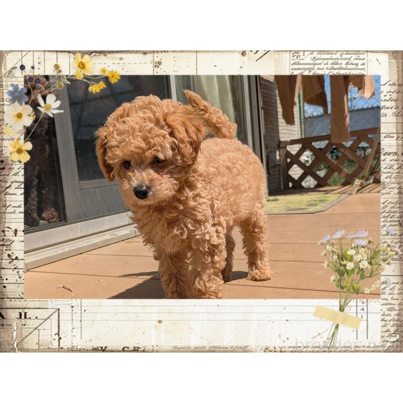 販売中の静岡県のタイニープードル-456186の2枚目