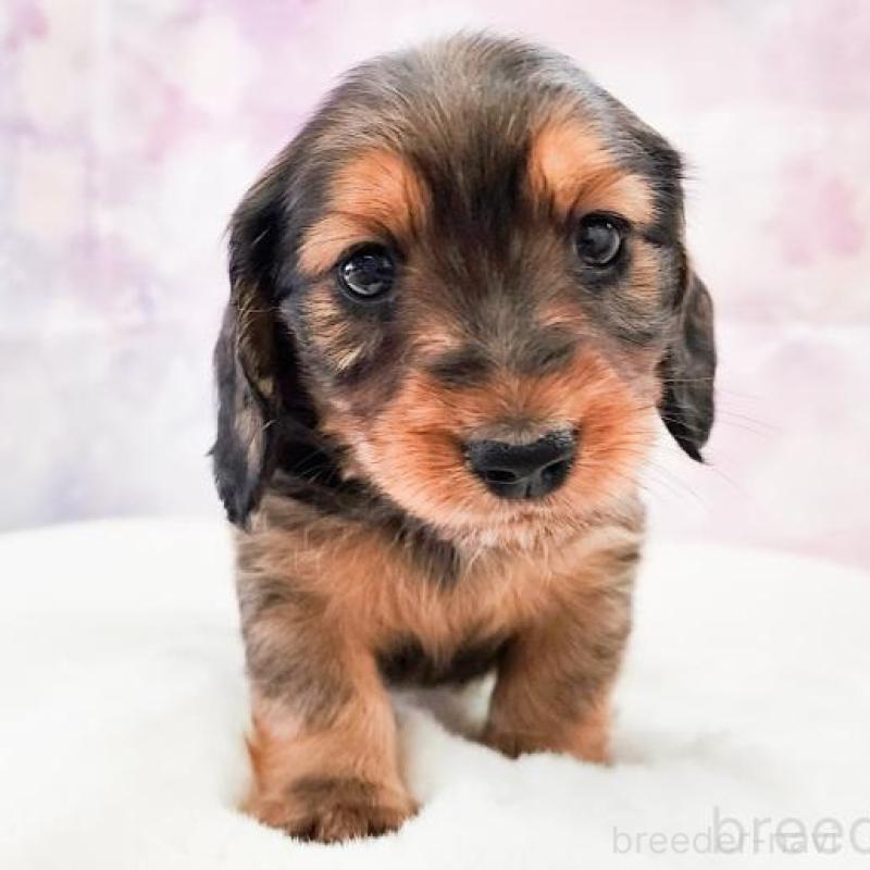 販売中の大阪府のミニチュアダックスフンド(ロングヘアード)-456184の5枚目