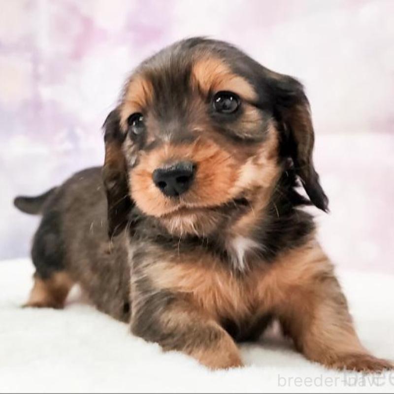 販売中の大阪府のミニチュアダックスフンド(ロングヘアード)-456184の4枚目