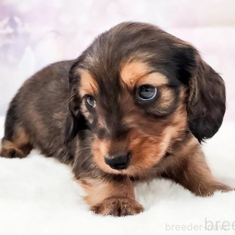 販売中の大阪府のミニチュアダックスフンド(ロングヘアード)-456184の3枚目