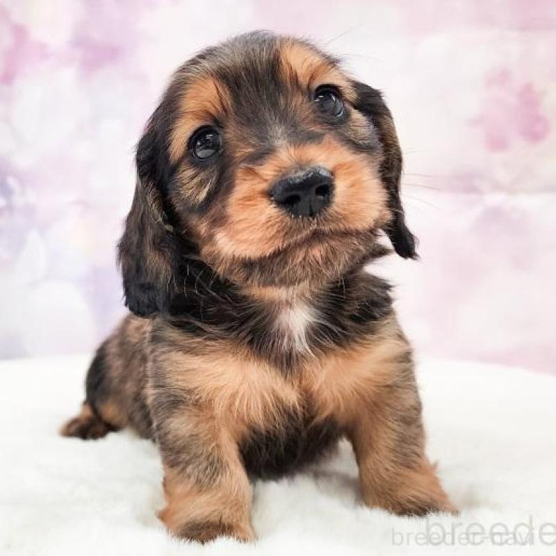 販売中の大阪府のミニチュアダックスフンド(ロングヘアード)-456184の2枚目