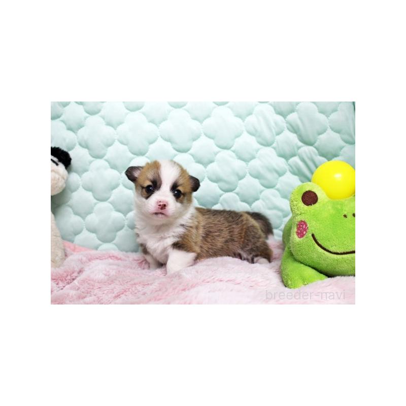 販売中の栃木県のウェルシュコーギーペンブローク-456187の4枚目