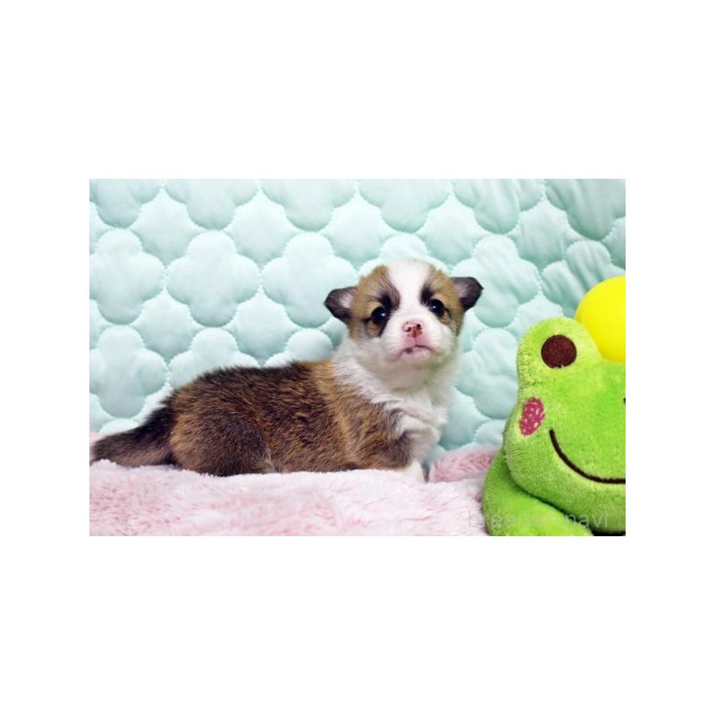 販売中の栃木県のウェルシュコーギーペンブローク-456187の3枚目