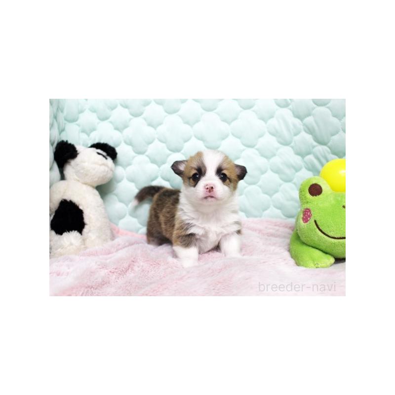 販売中の栃木県のウェルシュコーギーペンブローク-456187の2枚目