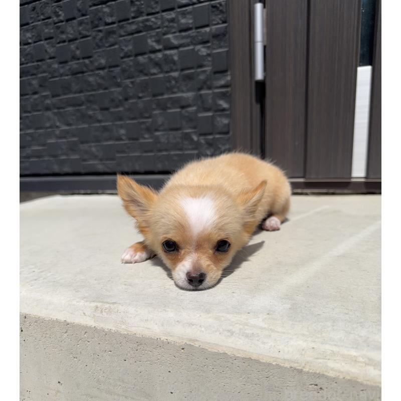 販売中の山梨県のチワワ(ロングコート)-441740