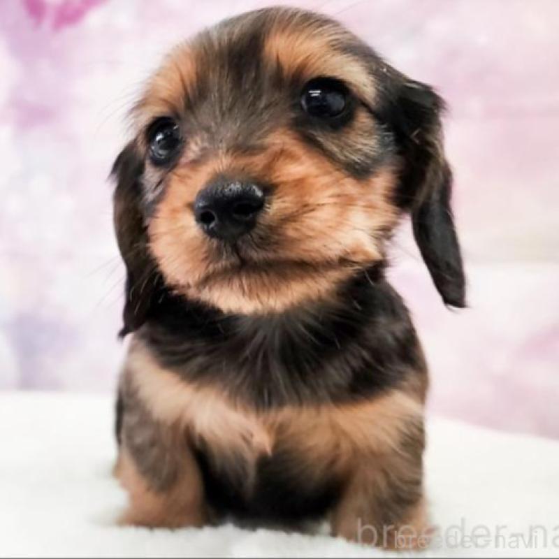 販売中の大阪府のミニチュアダックスフンド(ロングヘアード)-456188の5枚目