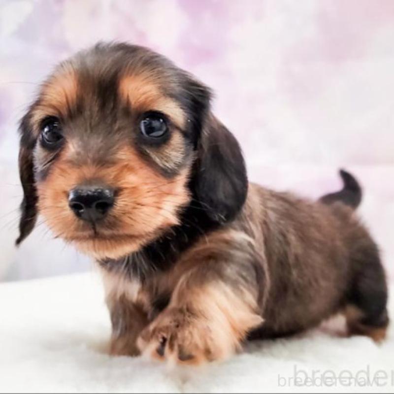 販売中の大阪府のミニチュアダックスフンド(ロングヘアード)-456188の4枚目