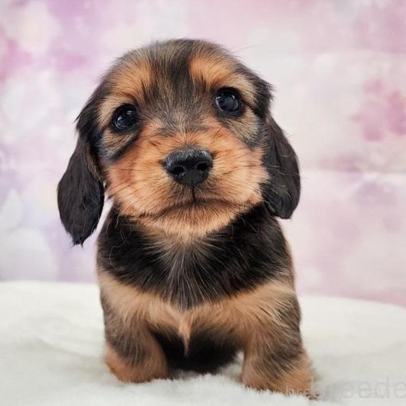 販売中の大阪府のミニチュアダックスフンド(ロングヘアード)-456188の3枚目