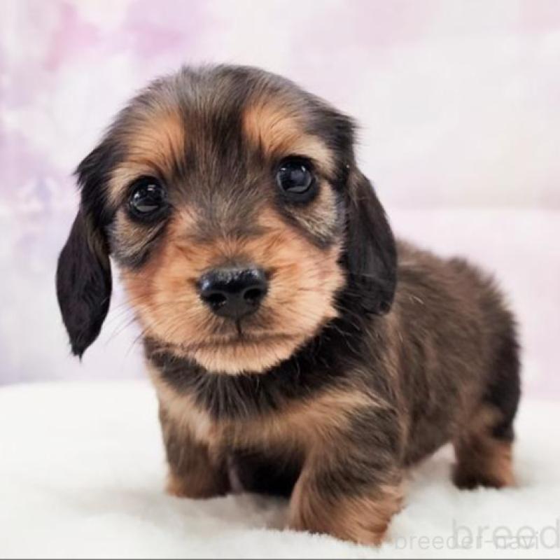 販売中の大阪府のミニチュアダックスフンド(ロングヘアード)-456188の2枚目