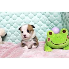 ♀︎ウェルシュコーギーペンブローク