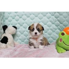 ♀︎ウェルシュコーギーペンブローク