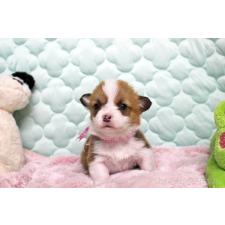 ♀︎ウェルシュコーギーペンブローク