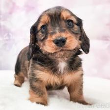 ♀︎ミニチュアダックスフンド(ロングヘアード)