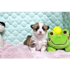 ♀︎ウェルシュコーギーペンブローク