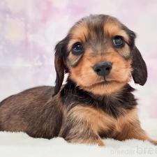 ♀︎ミニチュアダックスフンド(ロングヘアード)