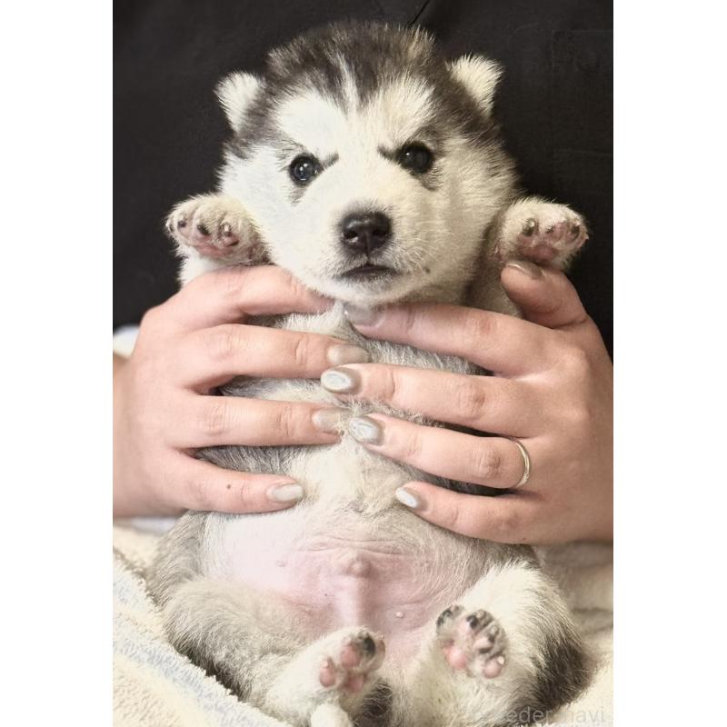 販売中の徳島県のシベリアンハスキー-456189の5枚目