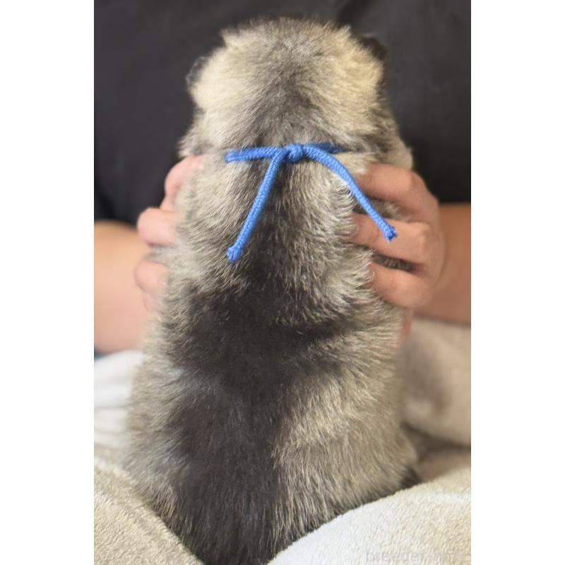 販売中の徳島県のシベリアンハスキー-456189の4枚目