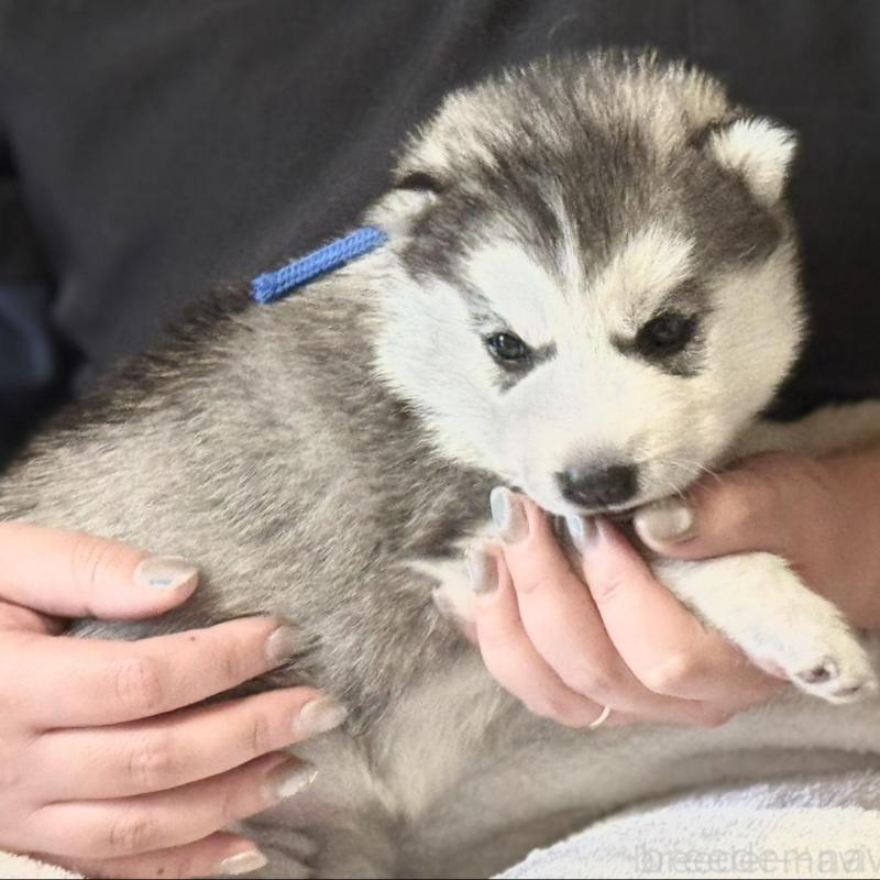 販売中の徳島県のシベリアンハスキー-456189の3枚目