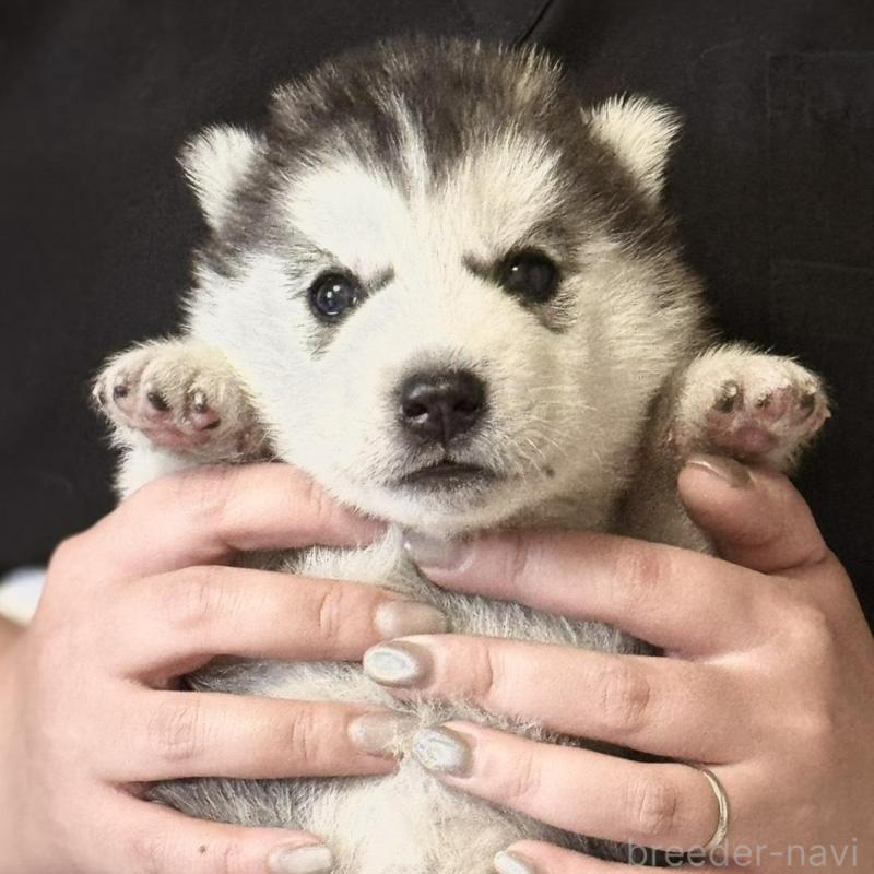 販売中の徳島県のシベリアンハスキー-456189の2枚目