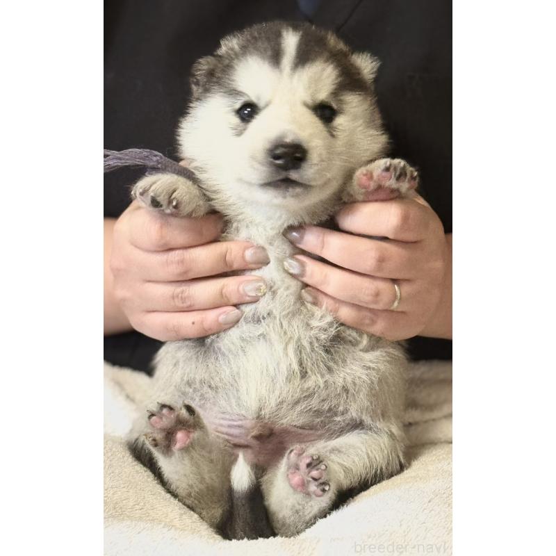 販売中の徳島県のシベリアンハスキー-456190の5枚目