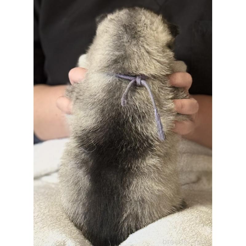 販売中の徳島県のシベリアンハスキー-456190の4枚目