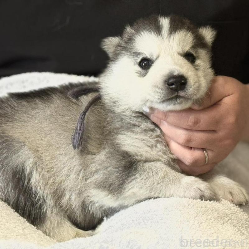 販売中の徳島県のシベリアンハスキー-456190の3枚目