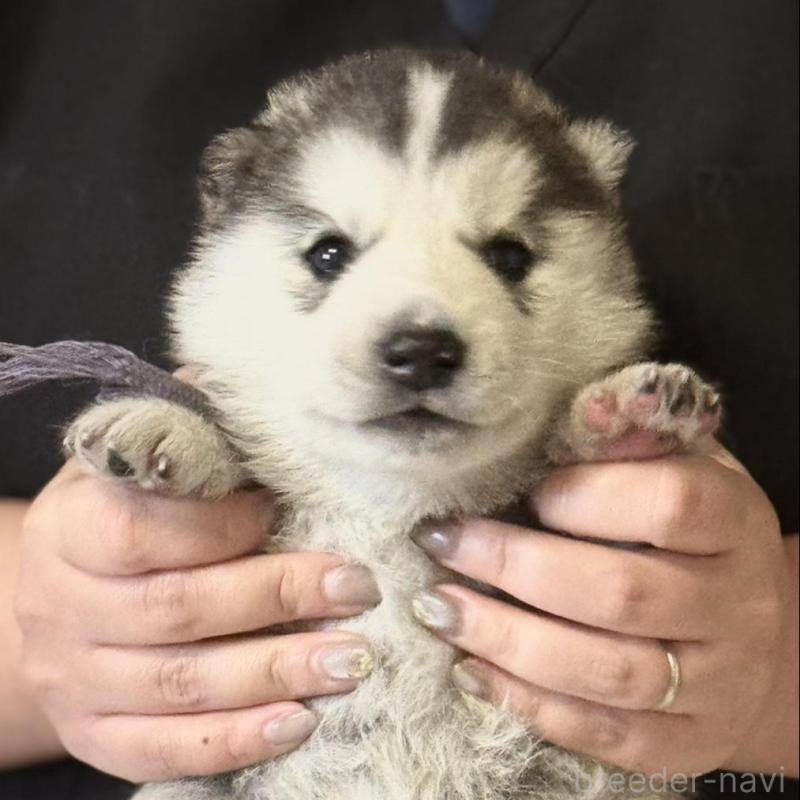 販売中の徳島県のシベリアンハスキー-456190の2枚目