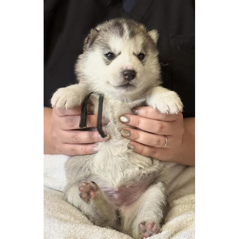 販売中の徳島県のシベリアンハスキー-456191の5枚目