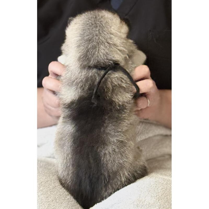 販売中の徳島県のシベリアンハスキー-456191の4枚目