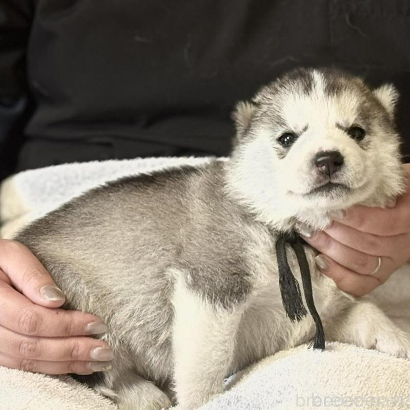 販売中の徳島県のシベリアンハスキー-456191の3枚目