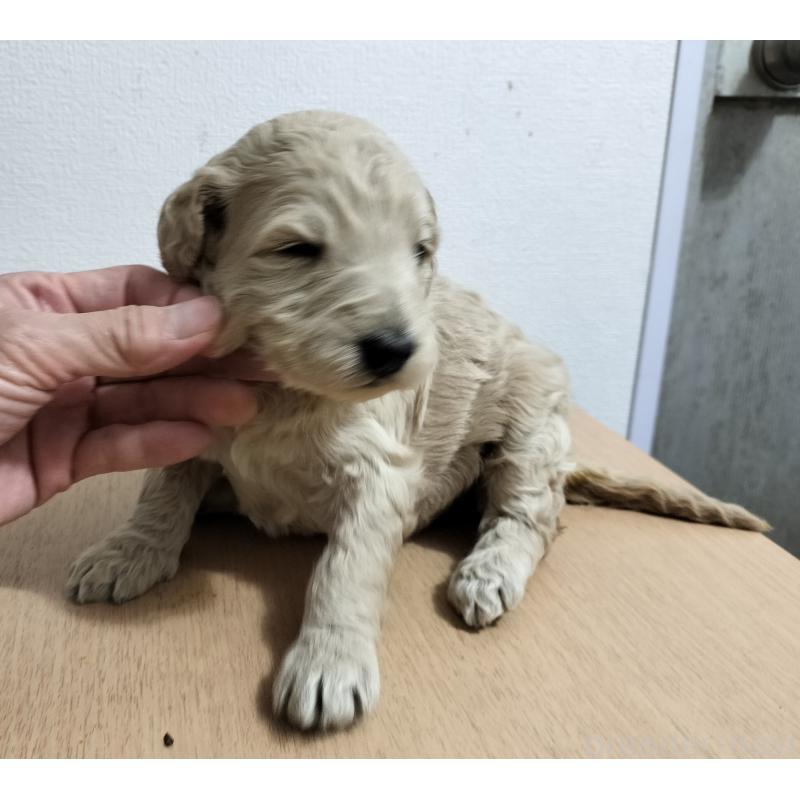 販売中の岐阜県のボルゾイドゥードル:ボルゾイ×スタンダードプードル-456192の2枚目