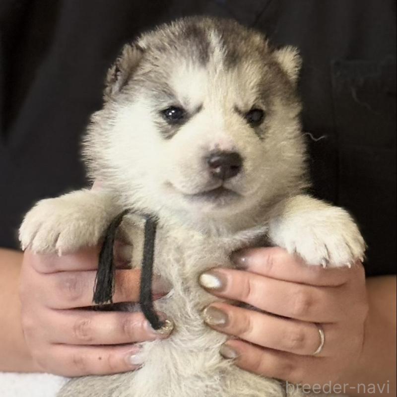 販売中の徳島県のシベリアンハスキー-456191の2枚目