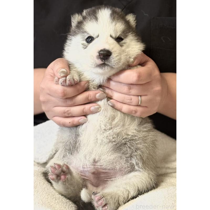 販売中の徳島県のシベリアンハスキー-456194の4枚目