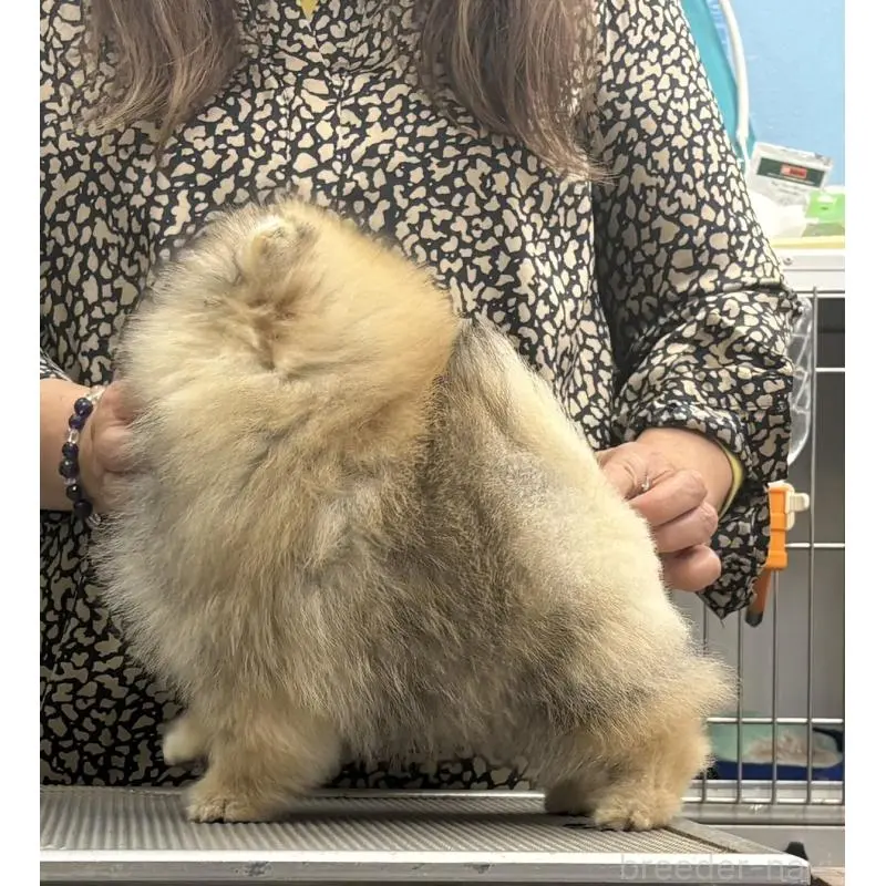 販売中の三重県のポメラニアン-456195の11枚目