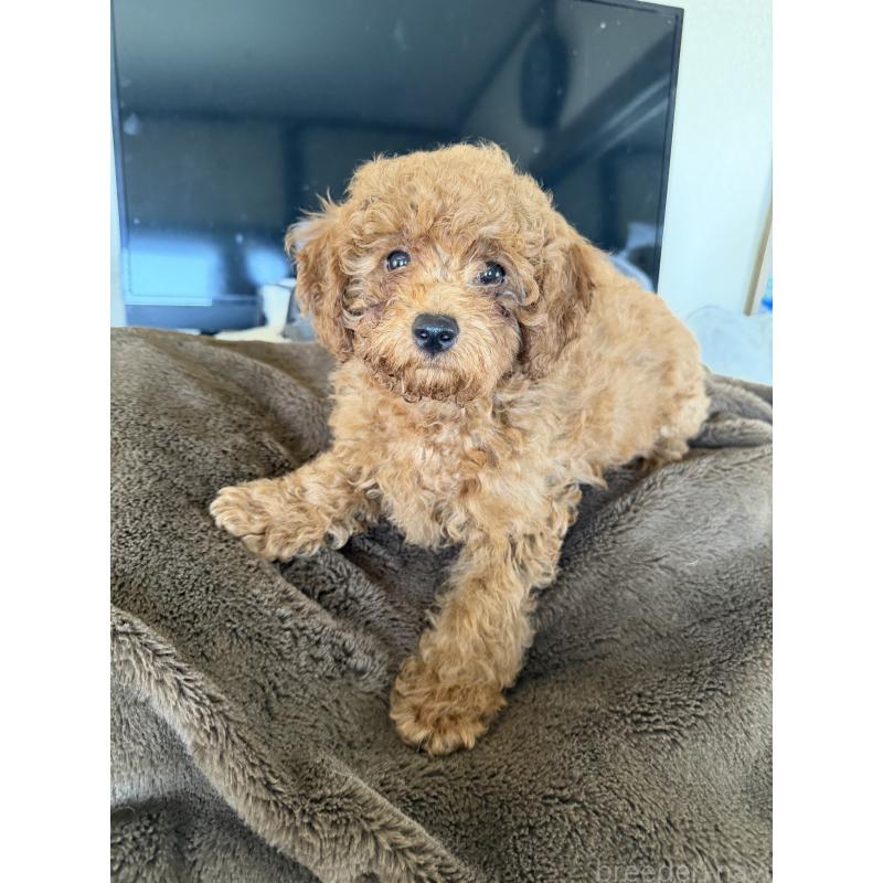 販売中の埼玉県のタイニープードル-446506の4枚目