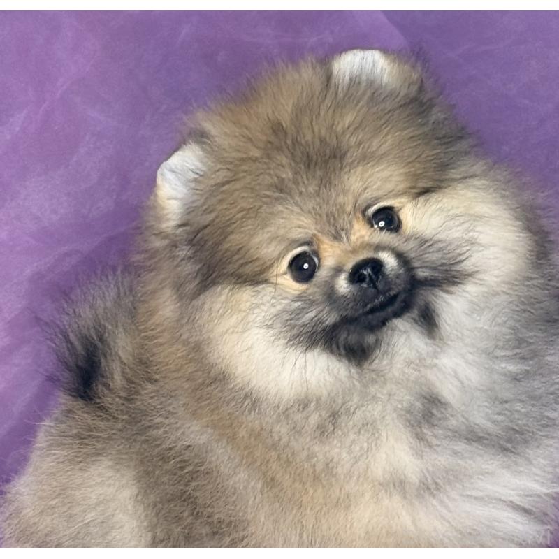 販売中の三重県のポメラニアン-456195の10枚目