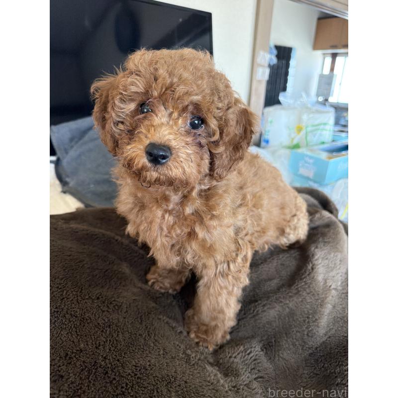 販売中の埼玉県のタイニープードル-446506の3枚目