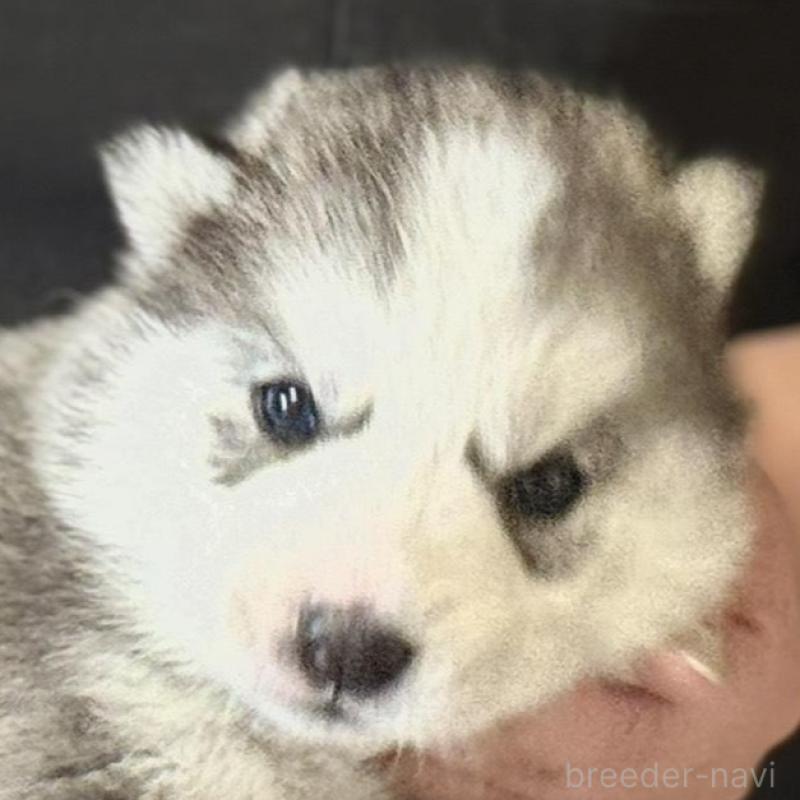 販売中の徳島県のシベリアンハスキー-456194の3枚目