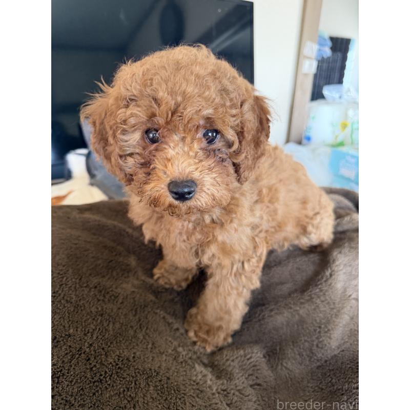 販売中の埼玉県のタイニープードル-446506の2枚目