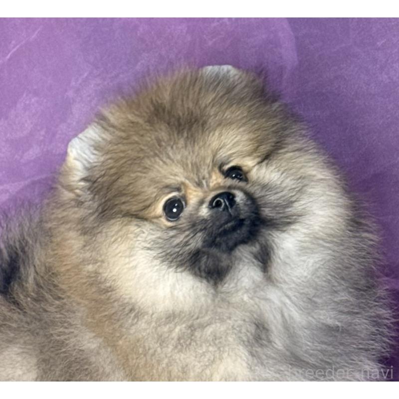 販売中の三重県のポメラニアン-456195の9枚目