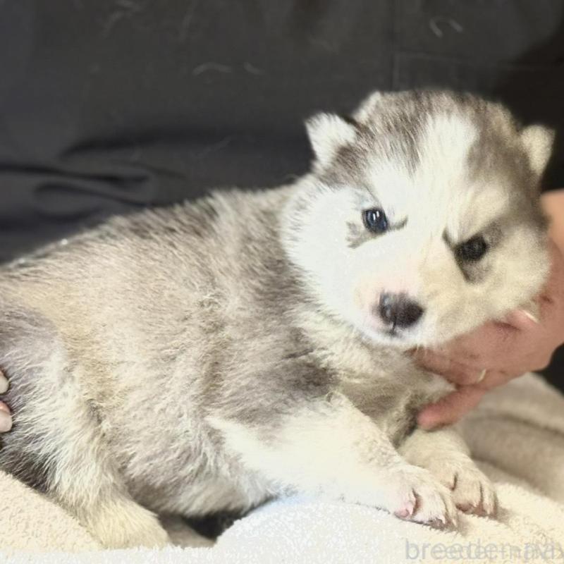 販売中の徳島県のシベリアンハスキー-456194の2枚目