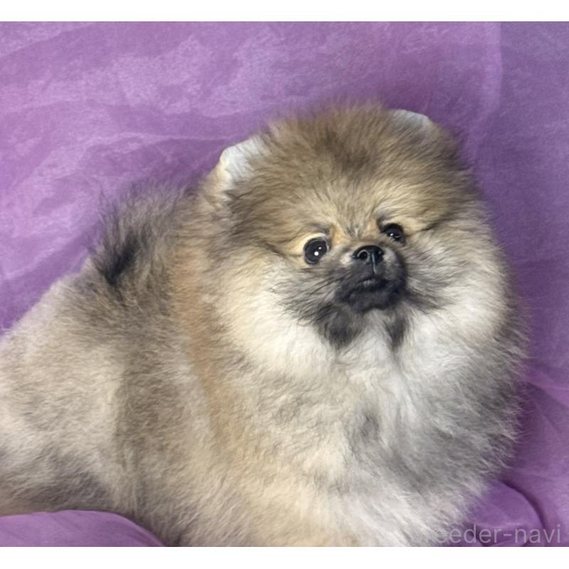 販売中の三重県のポメラニアン-456195の8枚目