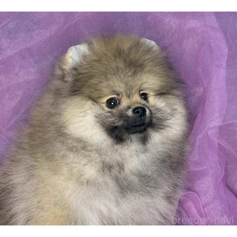 販売中の三重県のポメラニアン-456195の7枚目