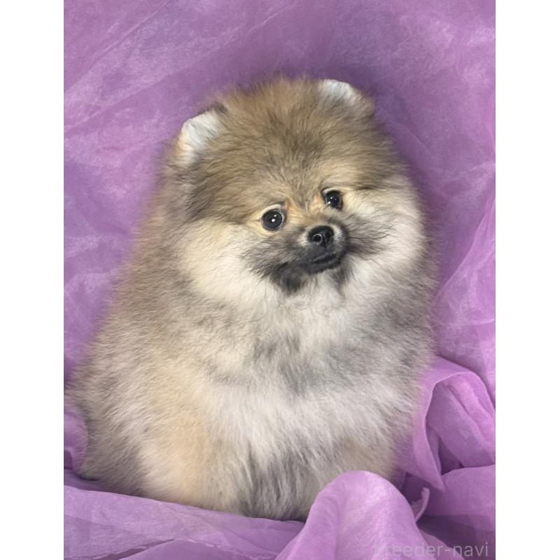 販売中の三重県のポメラニアン-456195の6枚目