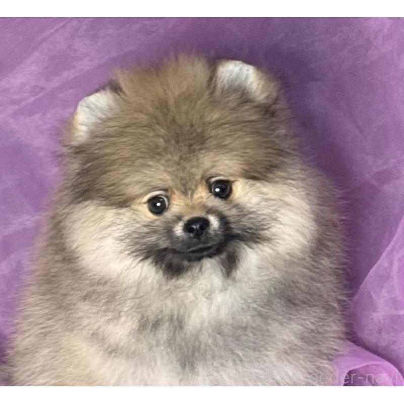 販売中の三重県のポメラニアン-456195の5枚目