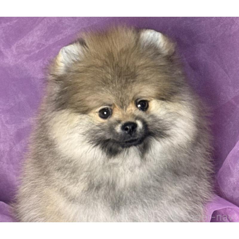 販売中の三重県のポメラニアン-456195の4枚目