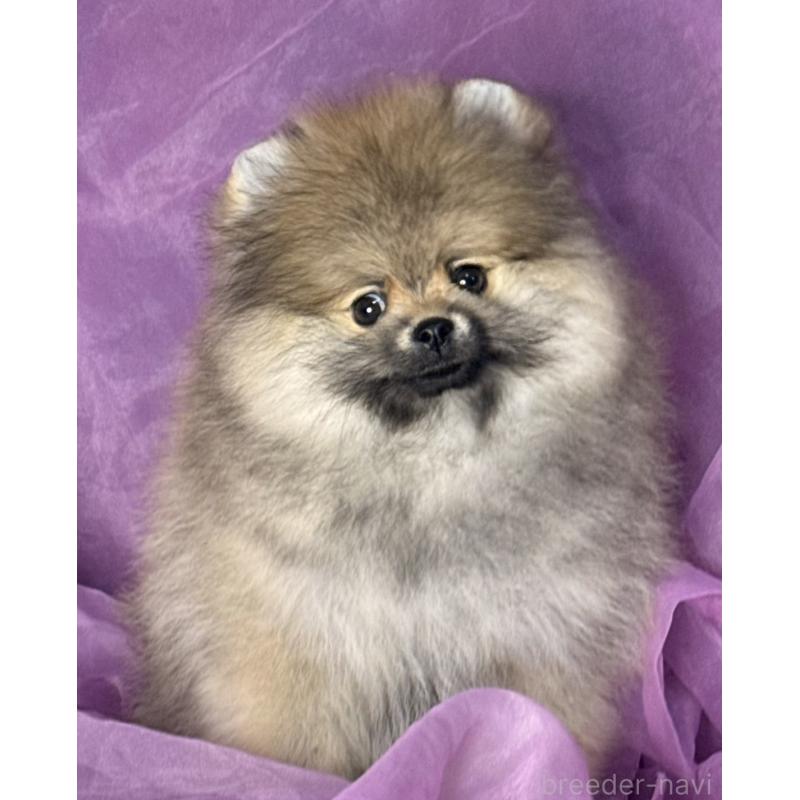 販売中の三重県のポメラニアン-456195の3枚目