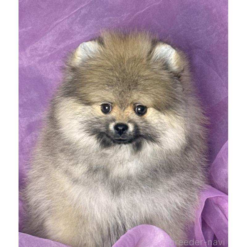 販売中の三重県のポメラニアン-456195の2枚目