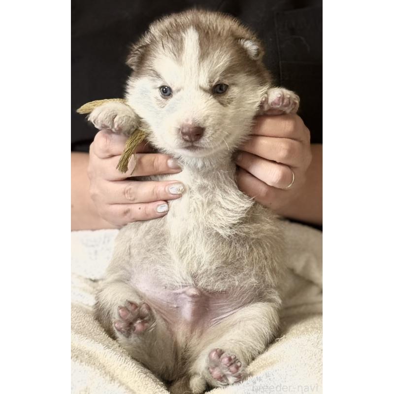 販売中の徳島県のシベリアンハスキー-456196の5枚目